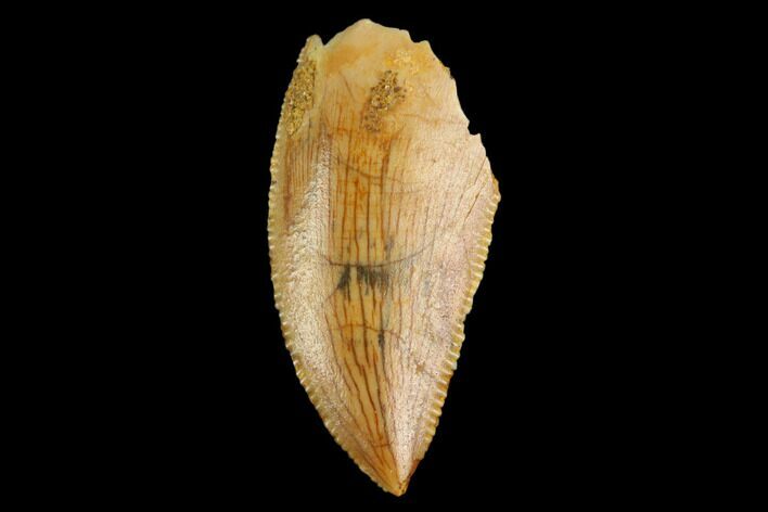 Serrated, Raptor Tooth - Real Dinosaur Tooth #124885